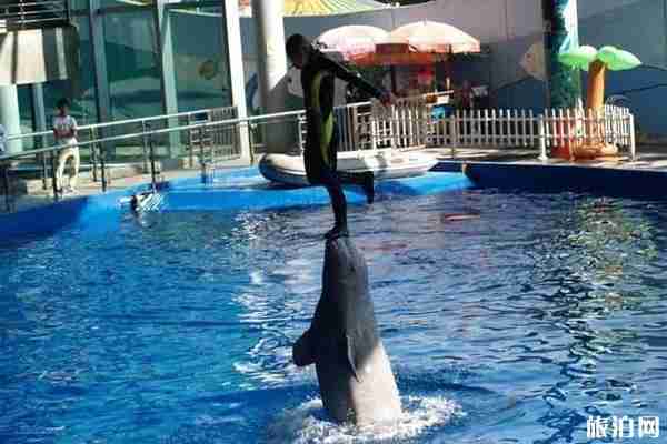 2020上海长风海洋世界开了吗和游玩攻略 2020上海长风海洋世界开了吗和游玩攻略