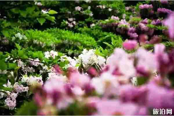 2020天台山杜鹃花最佳时间和观赏攻略 2020天台山杜鹃花最佳时间和观赏攻略