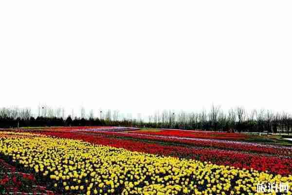 2020太原晋阳湖公园郁金香花展时间和门票和地点