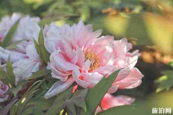 太原賞花公園推薦 太原賞花公園推薦