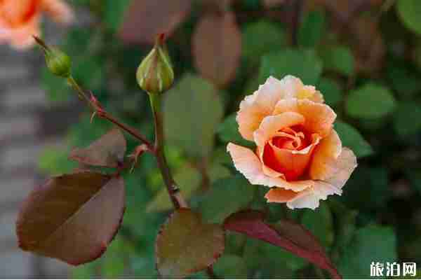 太原賞花公園推薦 太原賞花公園推薦