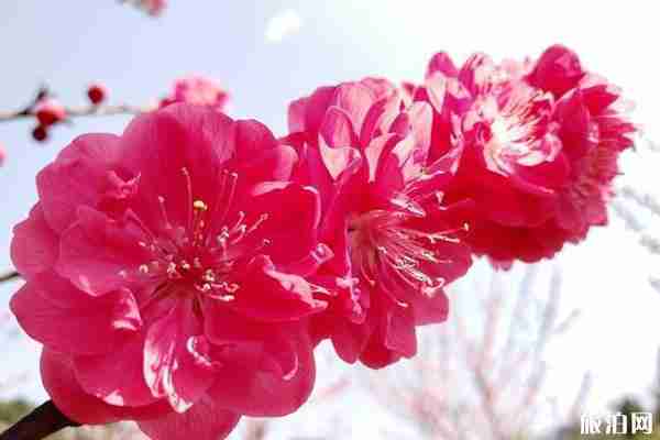 太原賞花公園推薦 太原賞花公園推薦