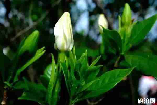 2020佛现山栀子花时节 佛现山栀子花观赏攻略