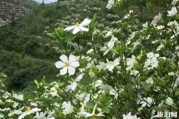 2020佛现山栀子花时节 佛现山栀子花观赏攻略