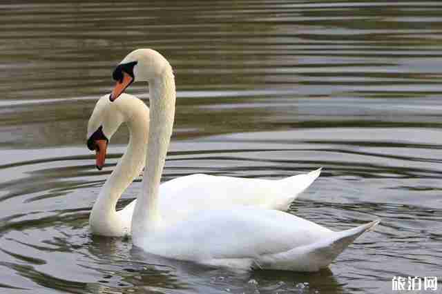 2020秦岭野生动物园免费预约 秦岭野生动物园怎么样 2020秦岭野生动物园免费预约 秦岭野生动物园怎么样