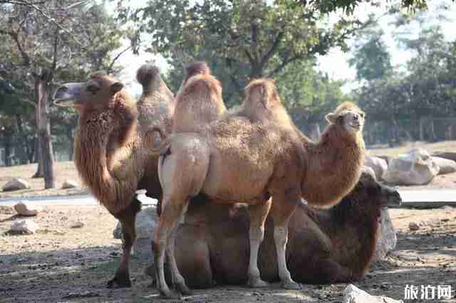 2020秦岭野生动物园免费预约 秦岭野生动物园怎么样 2020秦岭野生动物园免费预约 秦岭野生动物园怎么样