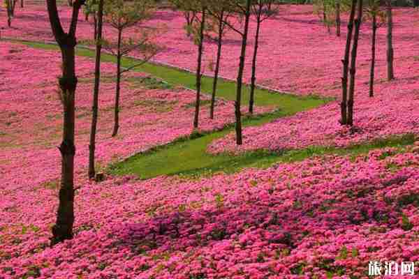 太平湖森林小镇在哪里 太平湖森林小镇风景介绍
