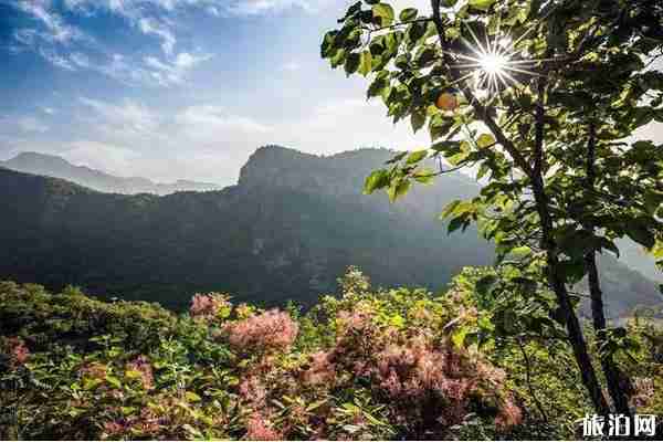 坡峰岭黄栌花几月开 坡峰岭黄栌花观赏攻略