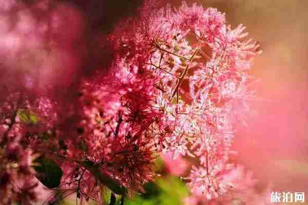 坡峰岭黄栌花几月开 坡峰岭黄栌花观赏攻略