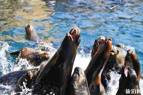 2020五一老虎灘門票優惠活動 五一老虎灘表演時間 2020五一老虎灘門票優惠活動 五一老虎灘表演時間