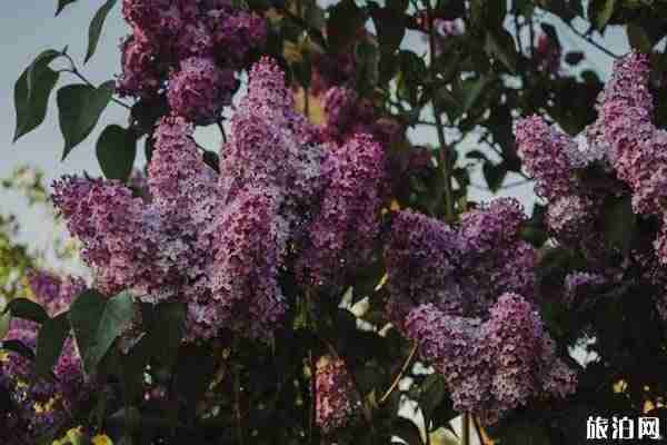北京丁香花最多的公园有哪些