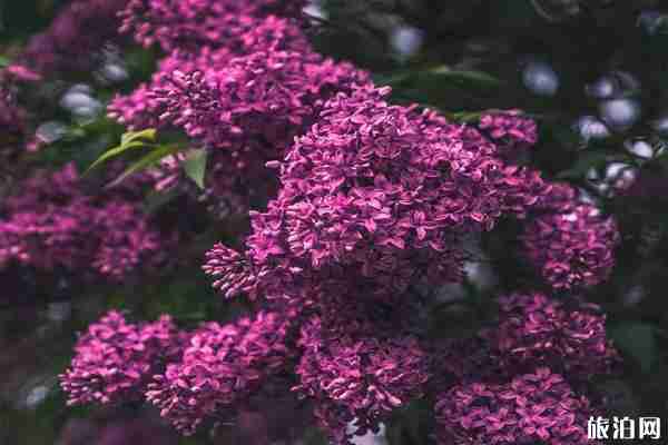 北京丁香花最多的公园有哪些