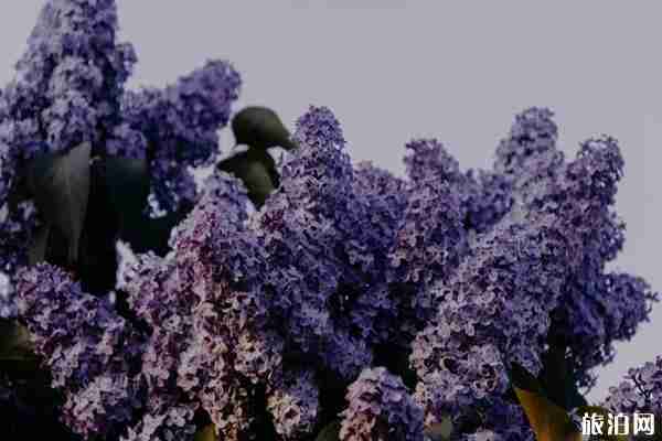 北京丁香花最多的公园有哪些