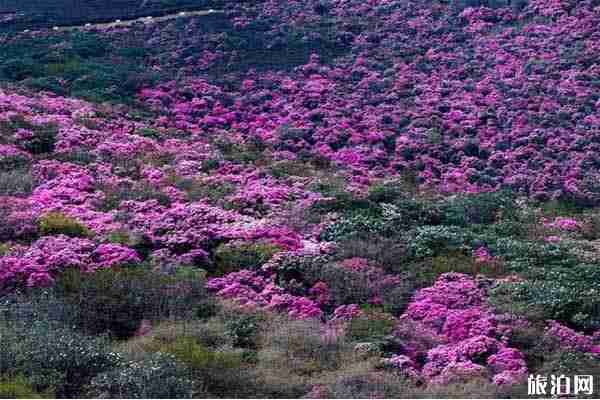 2020鶴慶馬耳山杜鵑時間 鶴慶馬耳山杜鵑花海怎么樣 2020鶴慶馬耳山杜鵑時間 鶴慶馬耳山杜鵑花海怎么樣