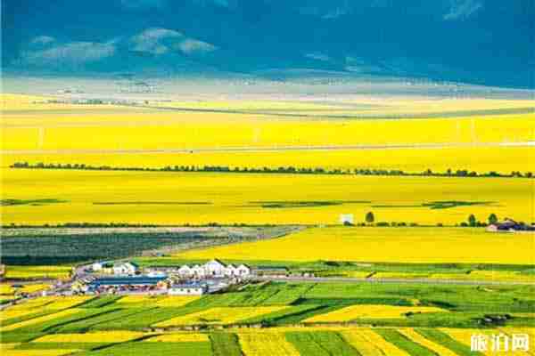 2020門源油菜花最佳時間和最佳觀賞地點