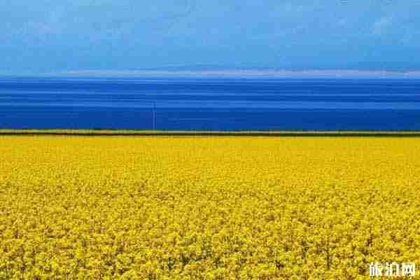 2020門源油菜花最佳時間和最佳觀賞地點