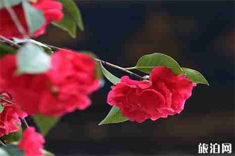 昆明金殿茶花几月份开 昆明金殿古茶花赏花时间 昆明金殿茶花几月份开 昆明金殿古茶花赏花时间