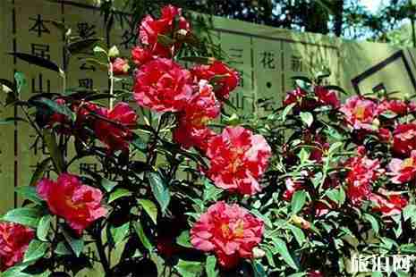 昆明金殿茶花几月份开 昆明金殿古茶花赏花时间 昆明金殿茶花几月份开 昆明金殿古茶花赏花时间