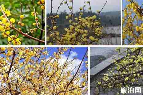 静观腊梅花节2019 持续时间+活动内容