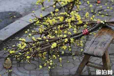 静观腊梅花节2019 持续时间+活动内容
