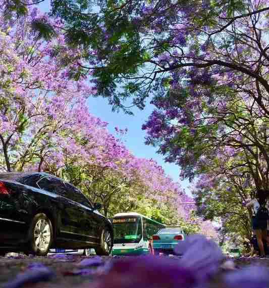 春節去云南旅游打卡網紅景點