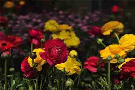 春節去云南旅游打卡網紅景點