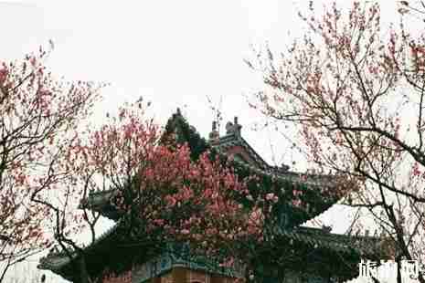 中國賞梅勝地攻略