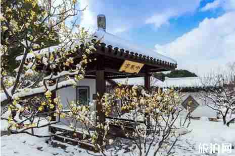 中國賞梅勝地攻略