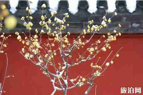 中國賞梅勝地攻略