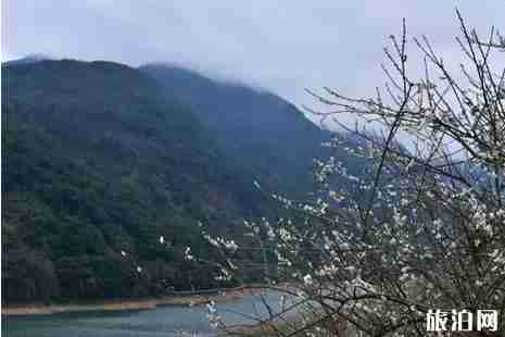 中國賞梅勝地攻略