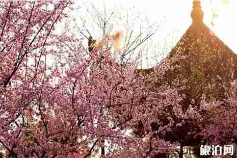 中國賞梅勝地攻略