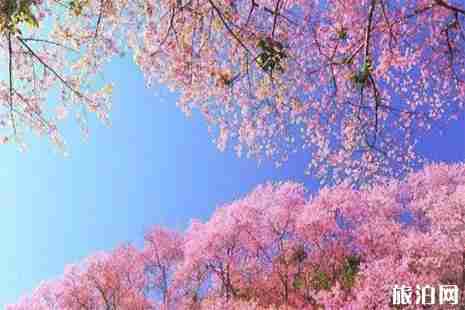 2019長沙望城區光明大觀園櫻花節2月1日至3月19日