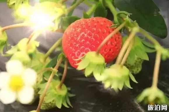 上海哪里有草莓采摘园 上海哪里摘草莓比较好 上海哪里有草莓采摘园 上海哪里摘草莓比较好
