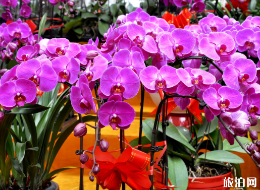 济南花卉市场有几个 济南花卉市场哪个好 济南花卉市场有几个 济南花卉市场哪个好