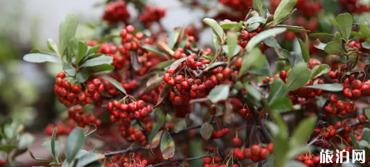 济南花卉市场有几个 济南花卉市场哪个好 济南花卉市场有几个 济南花卉市场哪个好