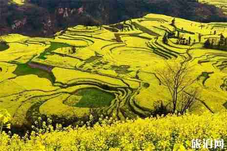 云南罗平油菜花节预计2月开始 罗平油菜花节活动时间安排 云南罗平油菜花节预计2月开始 罗平油菜花节活动时间安排