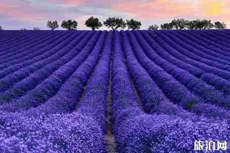 佛山有哪些赏花的地方 佛山有哪些赏花的地方