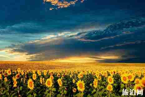 佛山有哪些赏花的地方 佛山有哪些赏花的地方