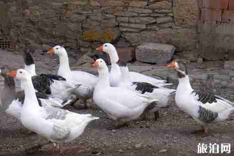 火车上能带年货吗 火车上可以带哪些年货 火车上能带年货吗 火车上可以带哪些年货