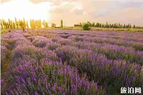 2019年春天去哪里看花 国内赏花地推荐 2019年春天去哪里看花 国内赏花地推荐