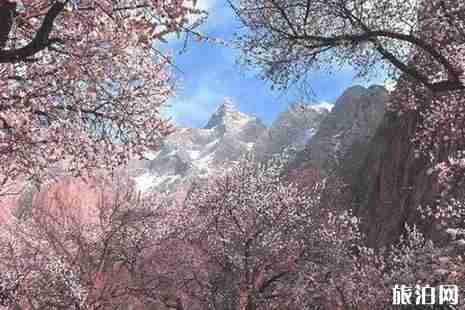 2019年春天去哪里看花 国内赏花地推荐 2019年春天去哪里看花 国内赏花地推荐