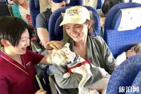 南航狗狗进客舱可以吗 工作犬可以上飞机吗 南航狗狗进客舱可以吗 工作犬可以上飞机吗