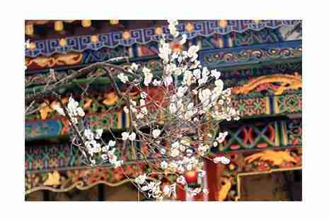 2019昆明黑龙潭梅花开了吗 黑龙潭梅花节开启 2019昆明黑龙潭梅花开了吗 黑龙潭梅花节开启