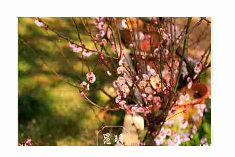 2019昆明黑龙潭梅花开了吗 黑龙潭梅花节开启 2019昆明黑龙潭梅花开了吗 黑龙潭梅花节开启