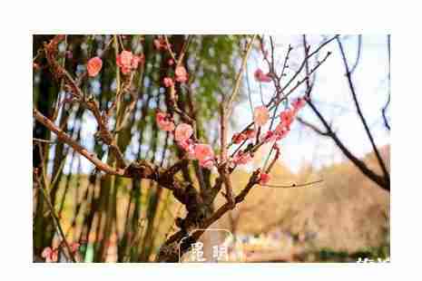2019昆明黑龙潭梅花开了吗 黑龙潭梅花节开启 2019昆明黑龙潭梅花开了吗 黑龙潭梅花节开启