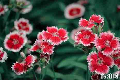 2019年深圳花展时间表+交通指南+门票价格 2019年深圳花展时间表+交通指南+门票价格