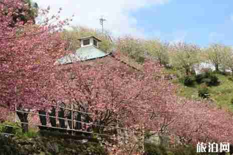 2019九州樱花什么时候开 九州赏樱地推荐 2019九州樱花什么时候开 九州赏樱地推荐