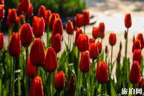 2019青秀山春节活动时间+门票+交通+介绍 2019青秀山春节活动时间+门票+交通+介绍