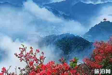 赣州周边哪里赏杜鹃花最好 赣州周边哪里赏杜鹃花最好