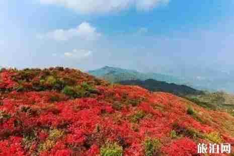 赣州周边哪里赏杜鹃花最好 赣州周边哪里赏杜鹃花最好
